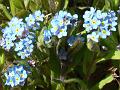2012-0401-1405_Forget-me-notsll_12,6C